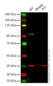 Western blot - Anti-CD168 antibody [EPR4054] - Low endotoxin, Azide free (AB228482)