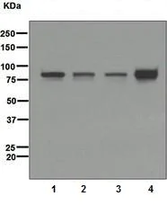 Western blot - Anti-CD168 antibody [EPR4055] (AB108339)