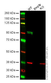 Western blot - Anti-CD168 antibody [EPR4055] (AB108339)