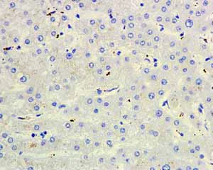 Immunohistochemistry (Formalin/PFA-fixed paraffin-embedded sections) - Anti-CD168 antibody [EPR4055] - BSA and Azide free (AB271875)