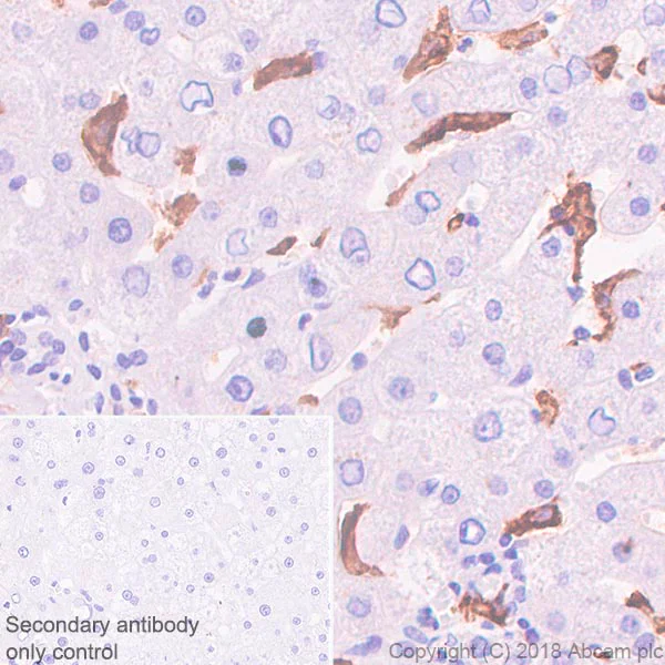 Immunohistochemistry (Formalin/PFA-fixed paraffin-embedded sections) - Anti-CD16a antibody [SP189] - BSA and Azide free (AB243936)