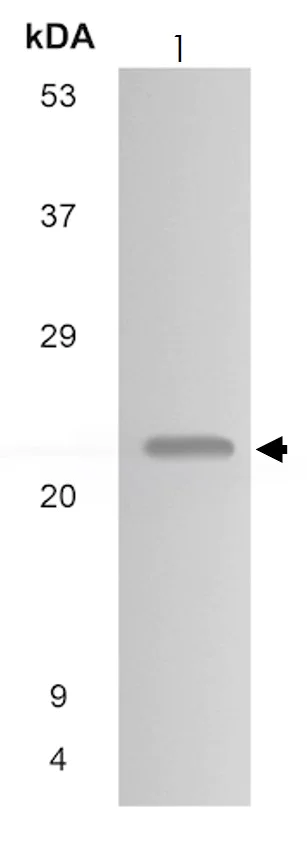 Western blot - Anti-CD16b antibody [MM0272-5L11] (AB89207)