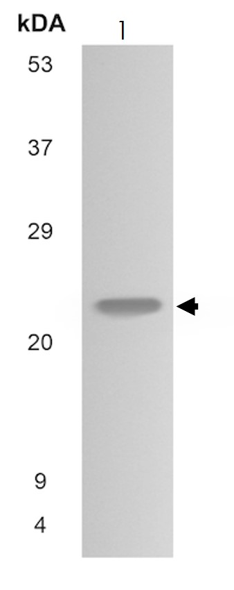 Western blot - Anti-CD16b antibody [MM0272-5L11] (AB89207), expandable thumbnail