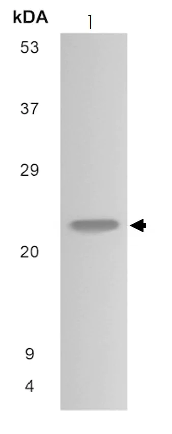 Western blot - Anti-CD16b antibody [MM0272-5L11] (AB89207)