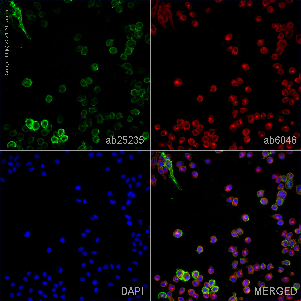 Immunocytochemistry/ Immunofluorescence - Anti-CD16+CD32 antibody [93] - BSA and Azide free (AB25235), expandable thumbnail