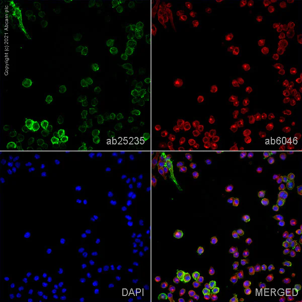 Immunocytochemistry/ Immunofluorescence - Anti-CD16+CD32 antibody [93] - Low endotoxin, Azide free (AB171202)