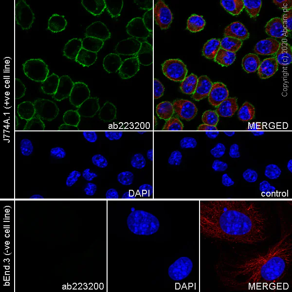 Immunocytochemistry/ Immunofluorescence - Anti-CD16+CD32 antibody [EPR23501-203] - BSA and Azide free (AB275095)