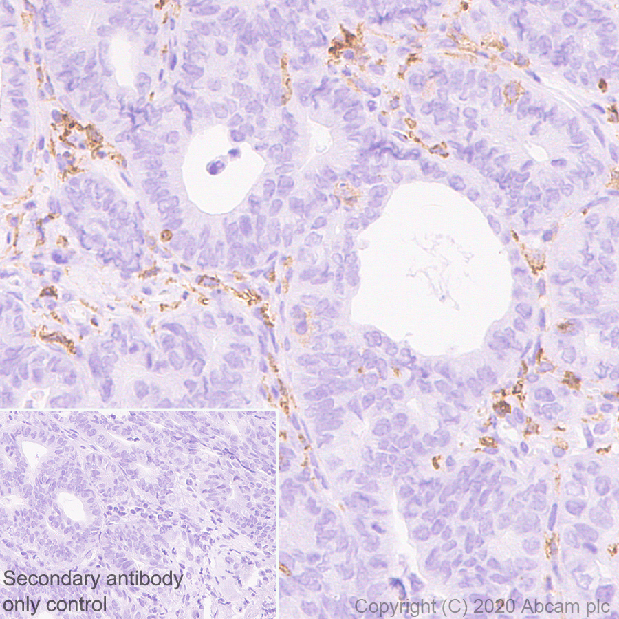 Immunohistochemistry (Formalin/PFA-fixed paraffin-embedded sections) - Anti-CD16+CD32 antibody [EPR23501-203] - BSA and Azide free (ab275095), expandable thumbnail