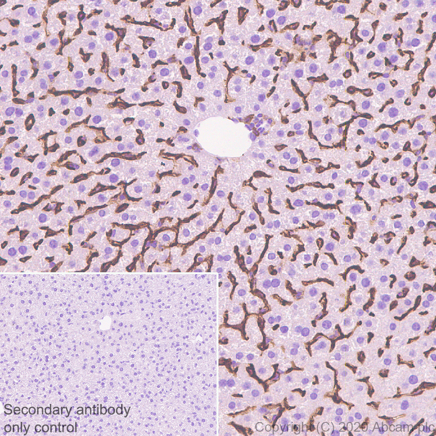 Immunohistochemistry (Formalin/PFA-fixed paraffin-embedded sections) - Anti-CD16+CD32 antibody [EPR23501-203] - BSA and Azide free (ab275095), expandable thumbnail