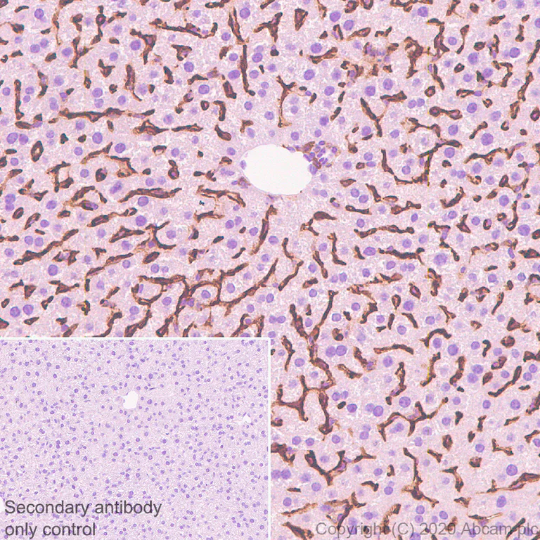 Immunohistochemistry (Formalin/PFA-fixed paraffin-embedded sections) - Anti-CD16+CD32 antibody [EPR23501-203] - BSA and Azide free (AB275095)