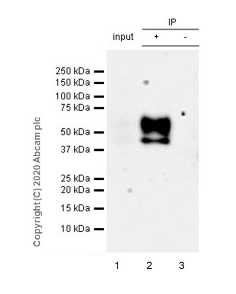 Immunoprecipitation - Anti-CD16+CD32 antibody [EPR23501-203] - BSA and Azide free (AB275095), expandable thumbnail