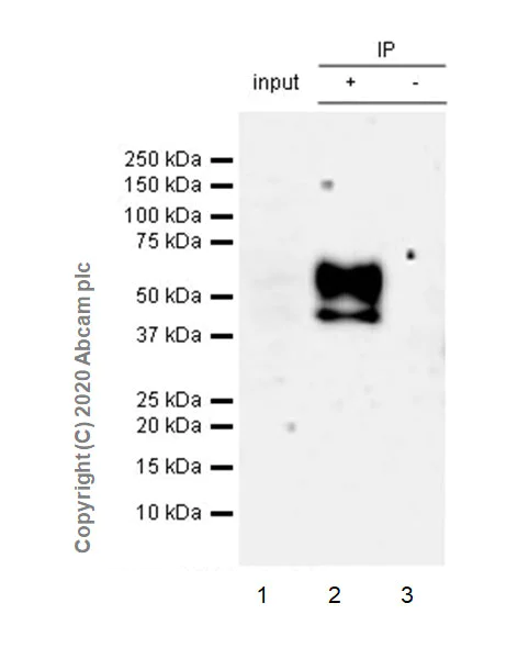 Immunoprecipitation - Anti-CD16+CD32 antibody [EPR23501-203] - BSA and Azide free (AB275095)