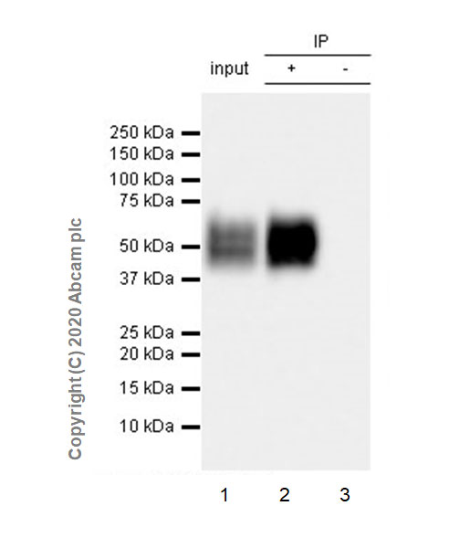 Immunoprecipitation - Anti-CD16+CD32 antibody [EPR23501-203] - BSA and Azide free (AB275095), expandable thumbnail