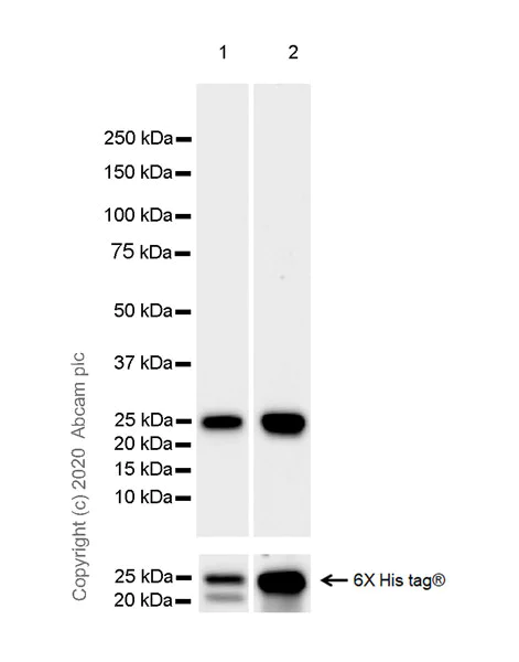 Western blot - Anti-CD16+CD32 antibody [EPR23501-203] - BSA and Azide free (AB275095)