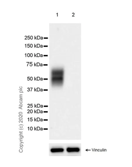 Western blot - Anti-CD16+CD32 antibody [EPR23501-203] - BSA and Azide free (AB275095)