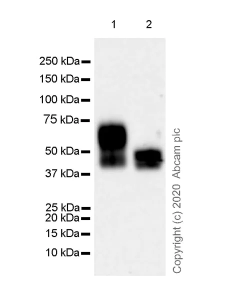 Western blot - Anti-CD16+CD32 antibody [EPR23501-203] - BSA and Azide free (AB275095)
