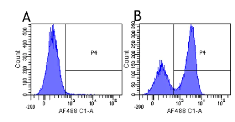 Flow Cytometry - Anti-CD172 gamma antibody [OX117] (AB245690)