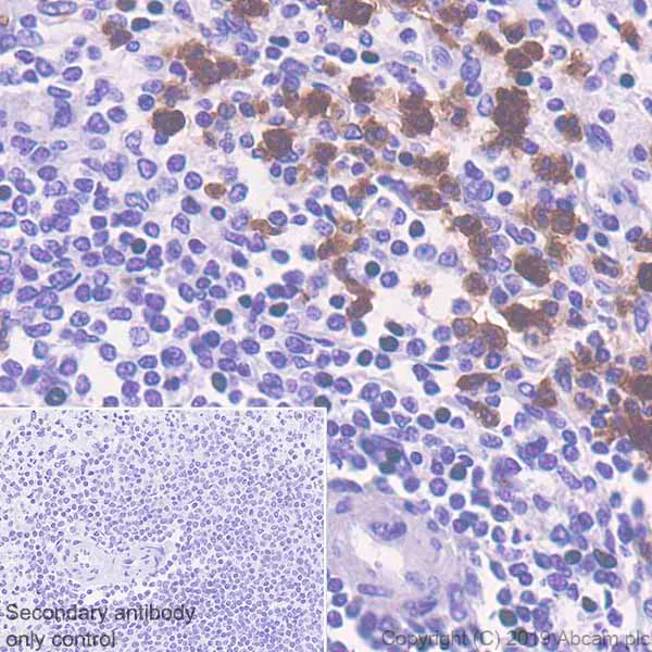 Immunohistochemistry (Formalin/PFA-fixed paraffin-embedded sections) - Anti-CD177 antibody [EPR22813-205] (AB255296)