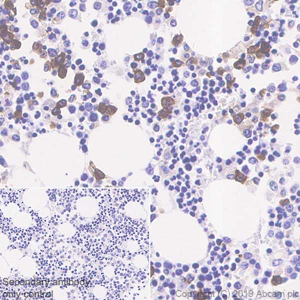 Immunohistochemistry (Formalin/PFA-fixed paraffin-embedded sections) - Anti-CD177 antibody [EPR22813-205] (AB255296), expandable thumbnail