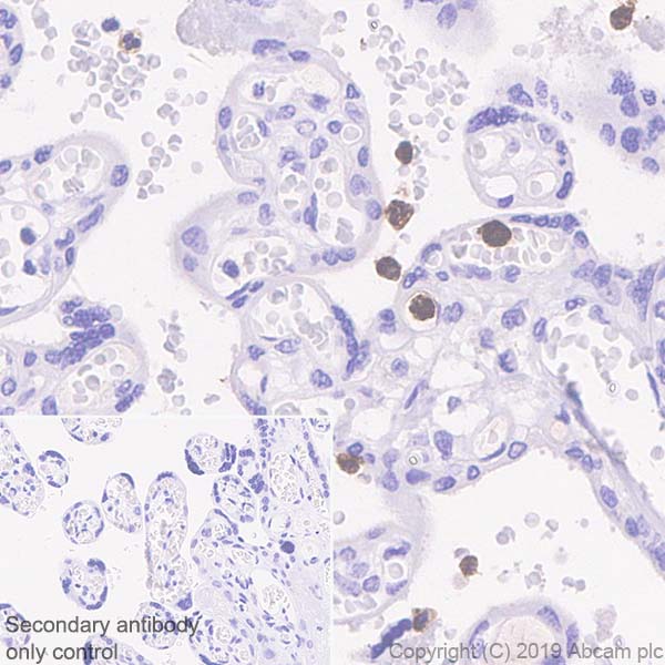 Immunohistochemistry (Formalin/PFA-fixed paraffin-embedded sections) - Anti-CD177 antibody [EPR22813-205] (ab255296), expandable thumbnail