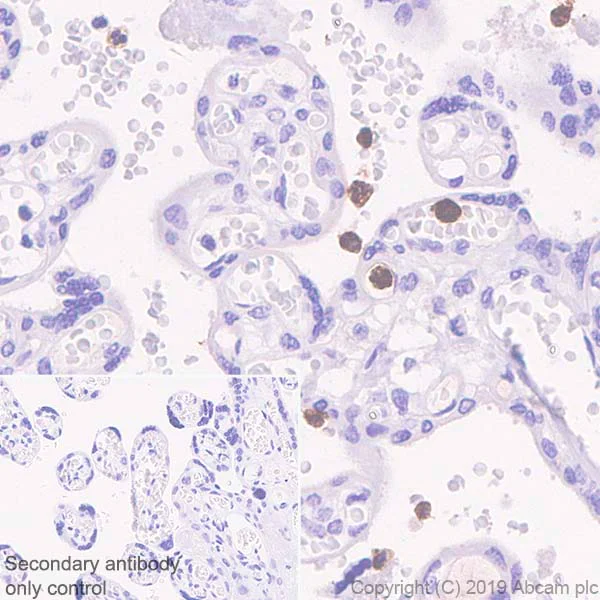 Immunohistochemistry (Formalin/PFA-fixed paraffin-embedded sections) - Anti-CD177 antibody [EPR22813-205] (AB255296)