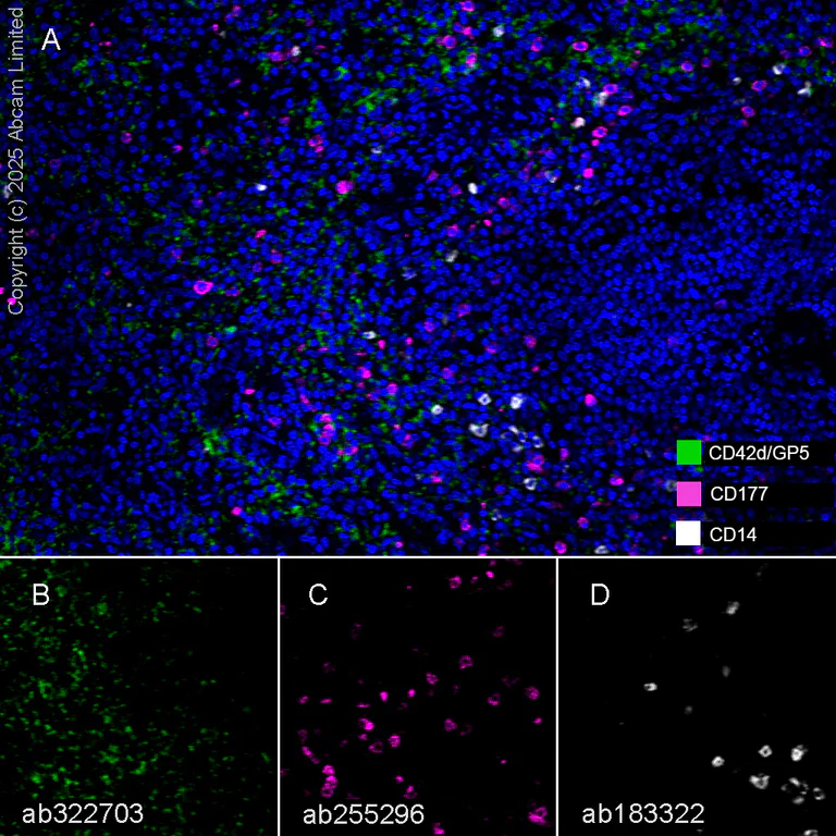 Multiplex immunohistochemistry - Anti-CD177 antibody [EPR22813-205] (AB255296)