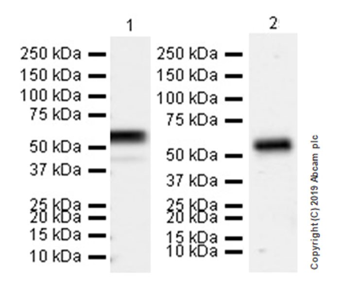 Western blot - Anti-CD177 antibody [EPR22813-205] (AB255296), expandable thumbnail