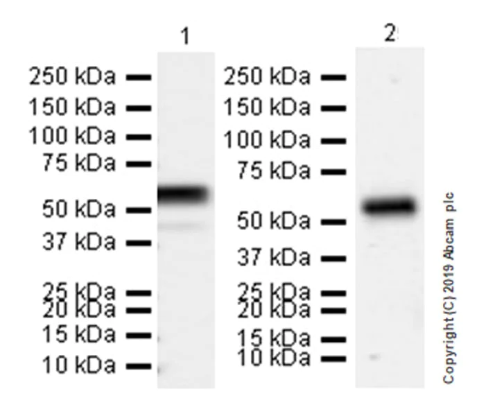 Western blot - Anti-CD177 antibody [EPR22813-205] (AB255296)