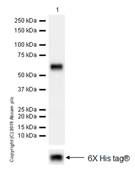 Western blot - Anti-CD177 antibody [EPR22813-205] (AB255296), expandable thumbnail