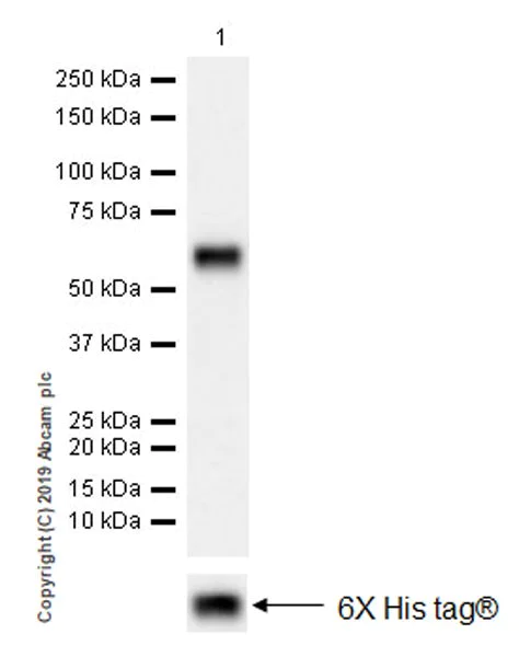 Western blot - Anti-CD177 antibody [EPR22813-205] (AB255296)