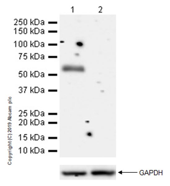 Western blot - Anti-CD177 antibody [EPR22813-205] (AB255296), expandable thumbnail