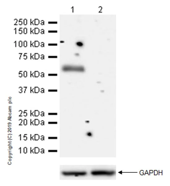 Western blot - Anti-CD177 antibody [EPR22813-205] (AB255296)