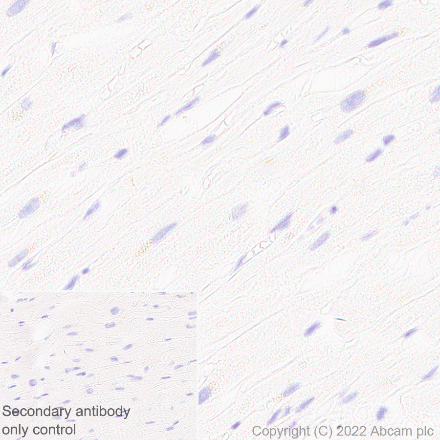 Immunohistochemistry (Formalin/PFA-fixed paraffin-embedded sections) - Anti-CD18 antibody [EPR26929-26] (ab307406), expandable thumbnail