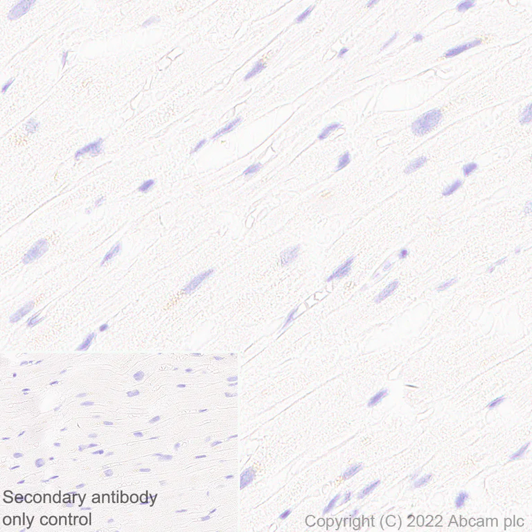 Immunohistochemistry (Formalin/PFA-fixed paraffin-embedded sections) - Anti-CD18 antibody [EPR26929-26] (AB307406)