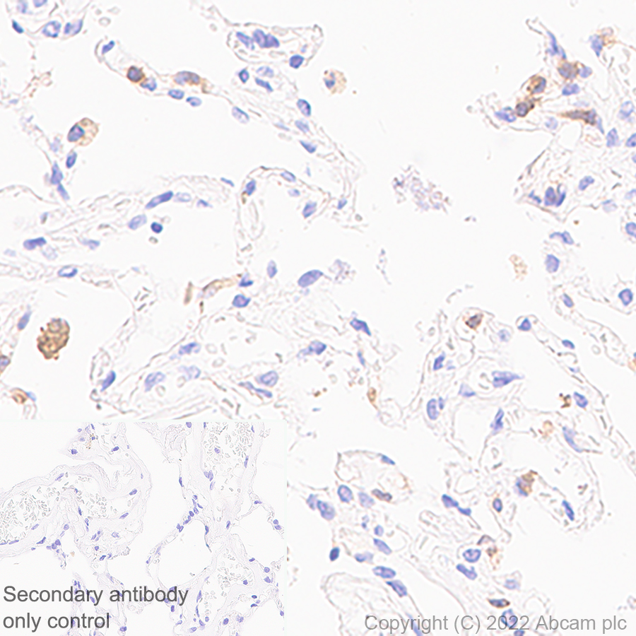 Immunohistochemistry (Formalin/PFA-fixed paraffin-embedded sections) - Anti-CD18 antibody [EPR26929-26] (AB307406), expandable thumbnail