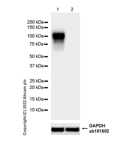 Western blot - Anti-CD18 antibody [EPR26929-26] (AB307406)