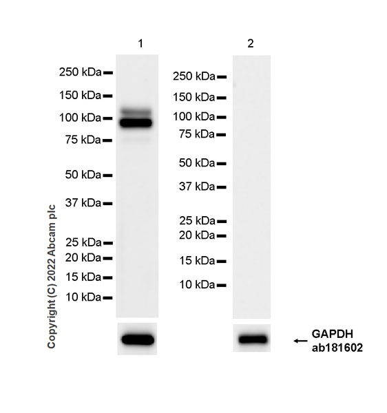 Western blot - Anti-CD18 antibody [EPR26929-26] (AB307406), expandable thumbnail