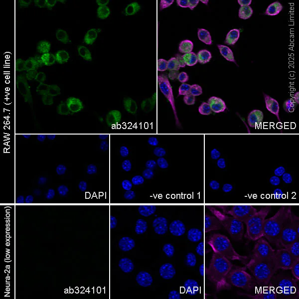 Immunocytochemistry/ Immunofluorescence - Anti-CD18 antibody [EPR29884-566] (AB324101)