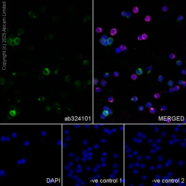 Immunocytochemistry/ Immunofluorescence - Anti-CD18 antibody [EPR29884-566] (AB324101)