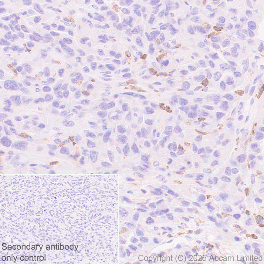 Immunohistochemistry (Formalin/PFA-fixed paraffin-embedded sections) - Anti-CD18 antibody [EPR29884-566] (ab324101), expandable thumbnail