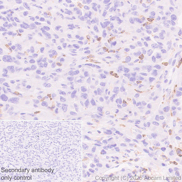 Immunohistochemistry (Formalin/PFA-fixed paraffin-embedded sections) - Anti-CD18 antibody [EPR29884-566] (AB324101)