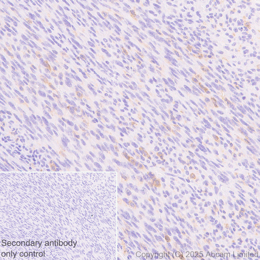 Immunohistochemistry (Formalin/PFA-fixed paraffin-embedded sections) - Anti-CD18 antibody [EPR29884-566] (AB324101), expandable thumbnail