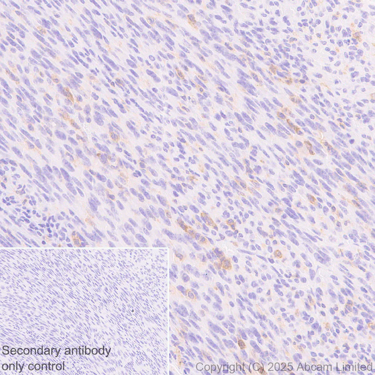 Immunohistochemistry (Formalin/PFA-fixed paraffin-embedded sections) - Anti-CD18 antibody [EPR29884-566] (AB324101)