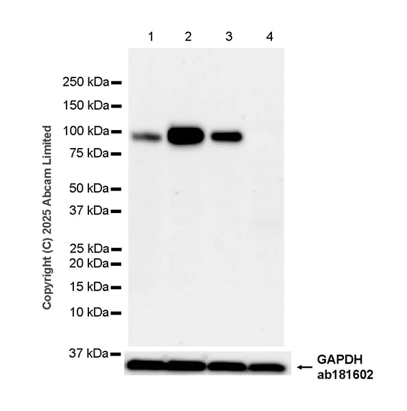 Western blot - Anti-CD18 antibody [EPR29884-566] (AB324101)