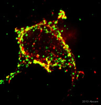 Immunocytochemistry - Anti-CD18 antibody [M18/2] (AB119830)