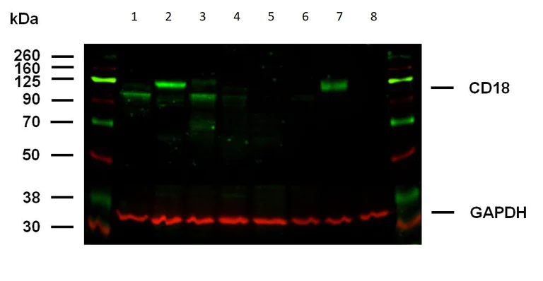 Western blot - Anti-CD18 antibody [MEM-148] (AB8220)