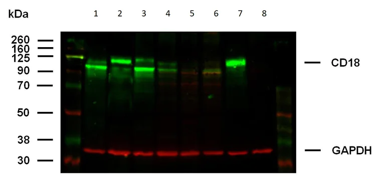 Western blot - Anti-CD18 antibody [MEM-48] (AB657)