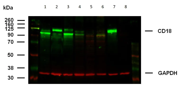 Western blot - Anti-CD18 antibody [MEM-48] - Low endotoxin, Azide free (AB46700)
