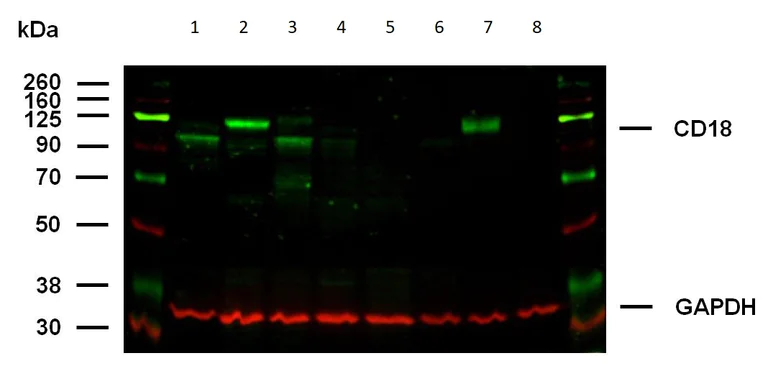 Western blot - Anti-CD18 antibody [MEM148] - Low endotoxin, Azide free (AB176540)