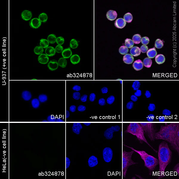 Immunocytochemistry/ Immunofluorescence - Anti-CD18 antibody [RM1357] (AB325521)